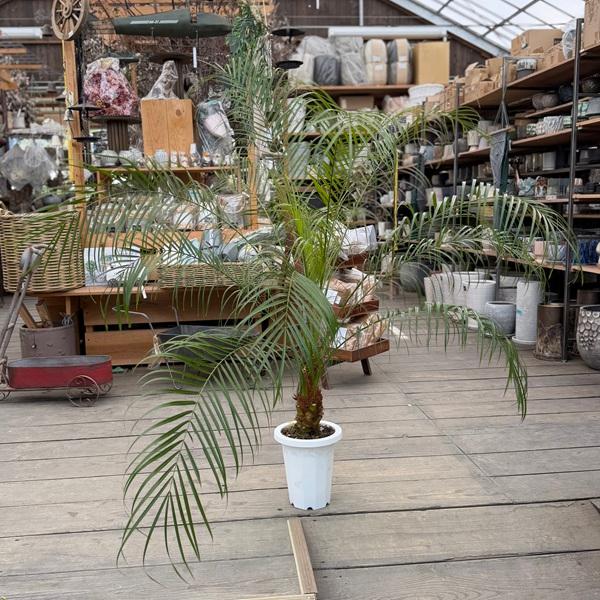おしゃれ 観葉植物：ヤシの木 フェニックス ロベレニー*ロベヤシ 7号