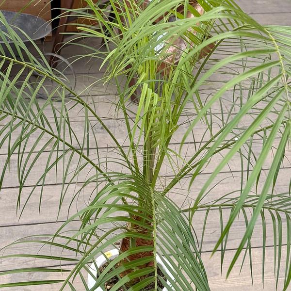おしゃれ 観葉植物：ヤシの木 フェニックス ロベレニー*ロベヤシ 7号