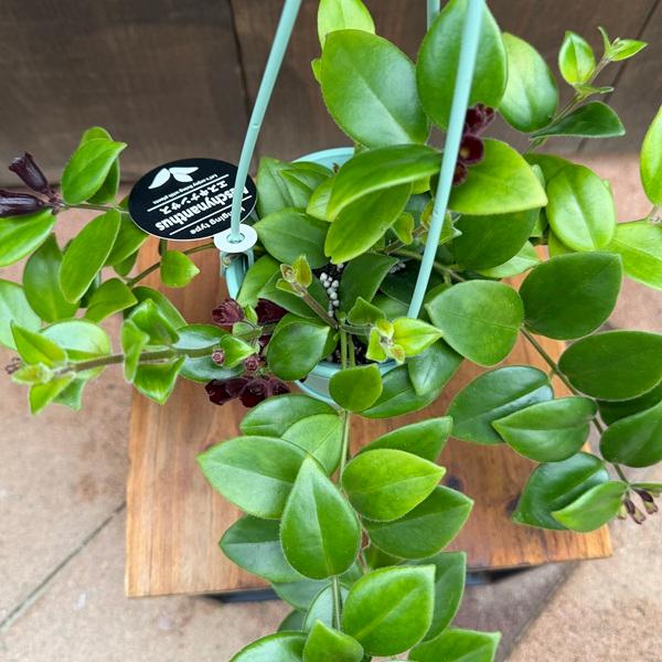 おしゃれ 観葉植物：エスキナンサス モナリザ*3.5号吊り鉢 : 遊恵盆栽