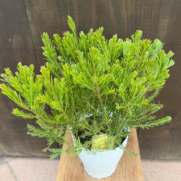 観葉植物 花苗：アカシア テレサ*5号【花芽未確認】 : 遊恵盆栽 Yahoo