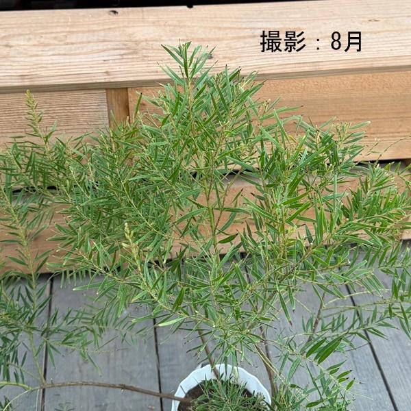 観葉植物 花苗：アカシア テレサ*5号【花芽未確認】 : 遊恵盆栽 Yahoo