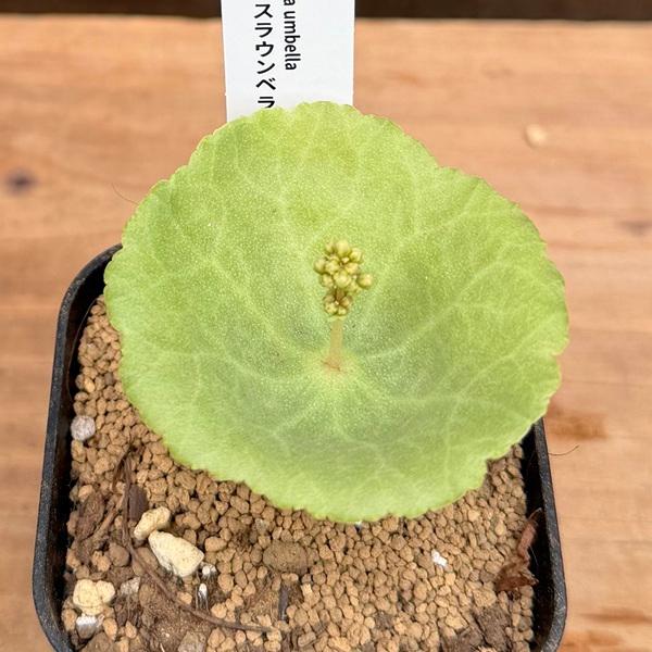 観葉植物：クラッスラ ウンベラ*ワインカップ : 遊恵盆栽 Yahoo!店