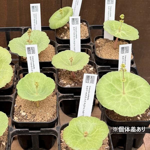 観葉植物：クラッスラ ウンベラ*ワインカップ : 遊恵盆栽 Yahoo!店