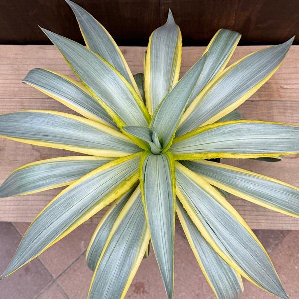 アガベ　ディスメティアナ 観葉植物：アガベ ディスメティアーナ ブルームーン*5号 ディスメ