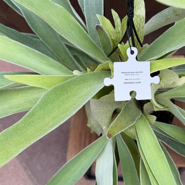 おしゃれ 観葉植物：ビカクシダ コウモリラン ビーチー*5号吊り