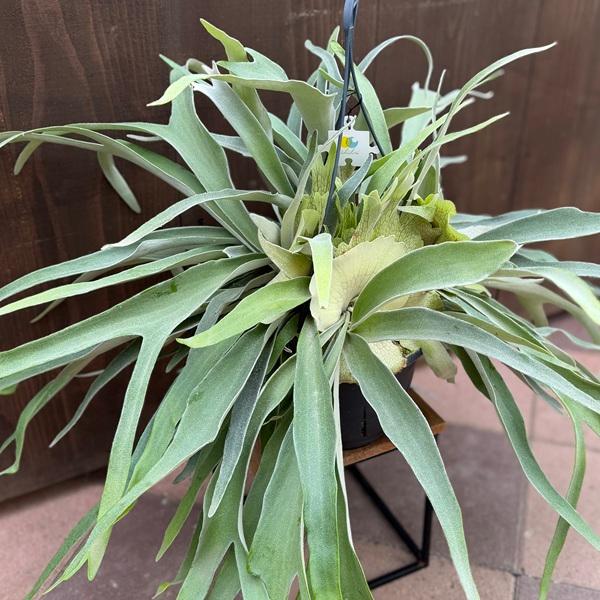 おしゃれ 観葉植物：ビカクシダ コウモリラン ビーチー*7号吊り