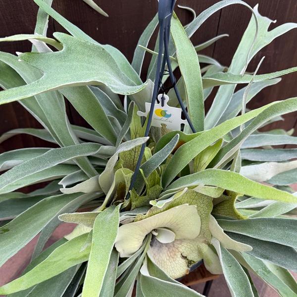 おしゃれ 観葉植物：ビカクシダ コウモリラン ビーチー*7号吊り