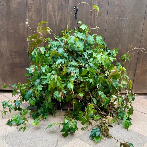 おしゃれ 観葉植物 立派な：大株 シッサス エレンダニカ*6号吊り Ellen