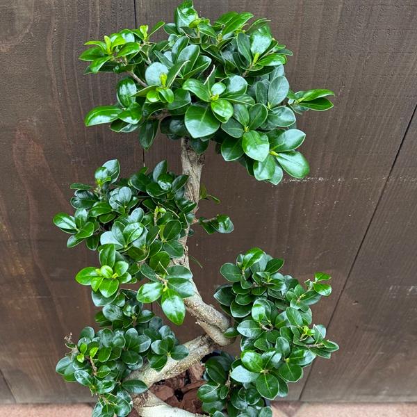おしゃれ 観葉植物：ガジュマル 昇り竜 多幸の木 *7号 黒セラアート