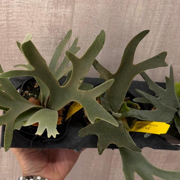 おしゃれ 観葉植物：ウィリンキー バクテリア*ビカクシダ コウモリラン