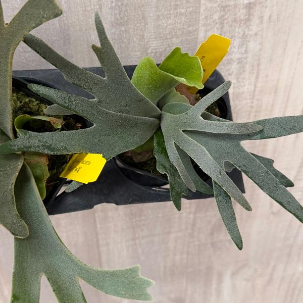 おしゃれ 観葉植物：ウィリンキー バクテリア*ビカクシダ コウモリラン