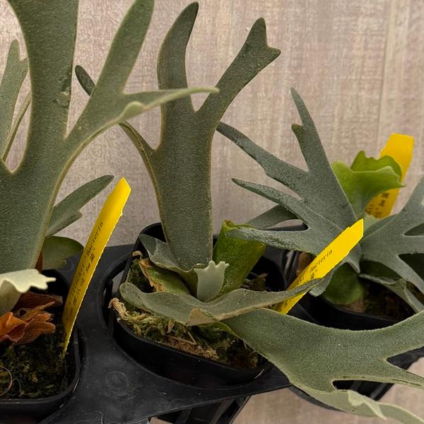 おしゃれ 観葉植物：ウィリンキー バクテリア*ビカクシダ コウモリラン