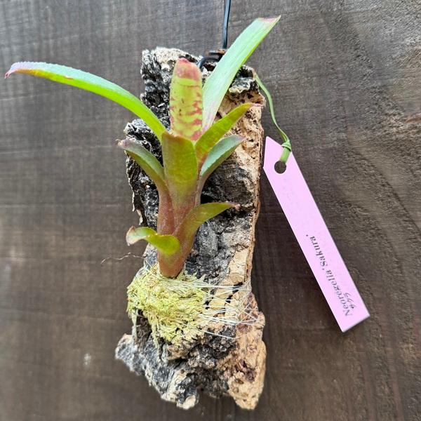 着生植物 観葉植物：ネオレゲリア サクラ コルク付け*Neoregelia