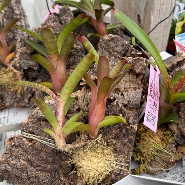 着生植物 観葉植物：ネオレゲリア サクラ コルク付け*Neoregelia