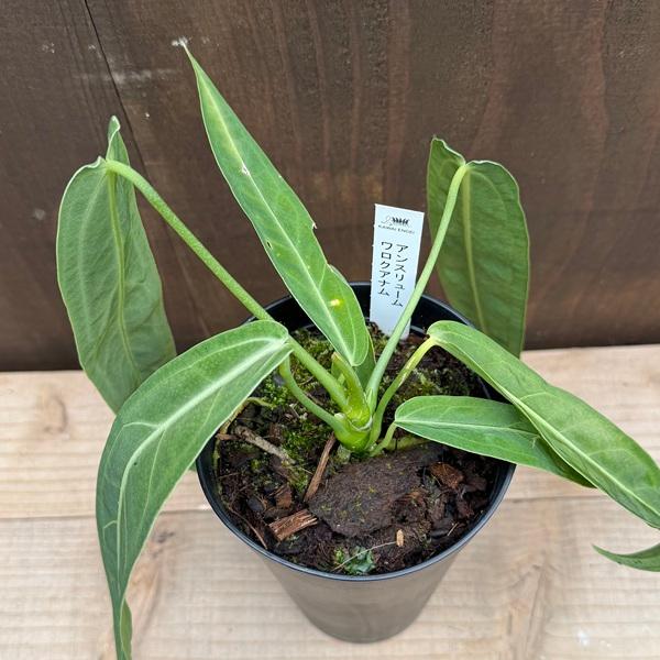 おしゃれ 観葉植物：アンスリウム ワロクアナム*4号 プラポット : 遊恵