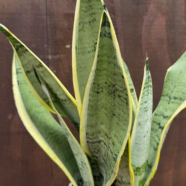 おしゃれ 観葉植物：サンスベリア ホワイトスノー*サンセベリア : 遊恵