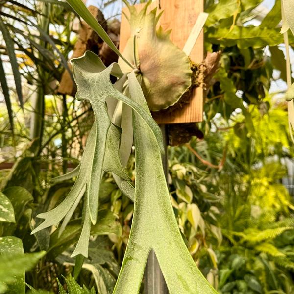 おしゃれ 観葉植物：ビカクシダ コウモリラン ビーチー 板付け