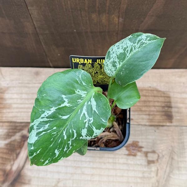 おしゃれ 観葉植物：モンステラ デリシオーサ バルバソー*デリシオサ 3