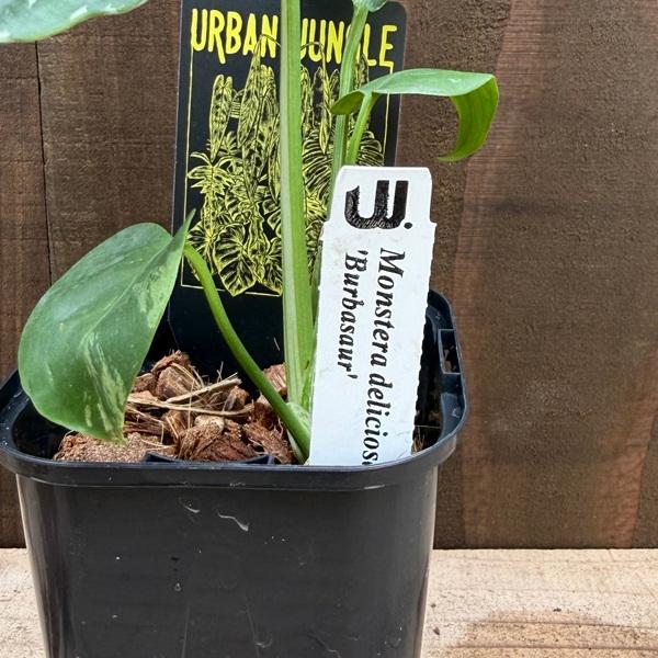 おしゃれ 観葉植物：モンステラ デリシオーサ バルバソー*デリシオサ 3
