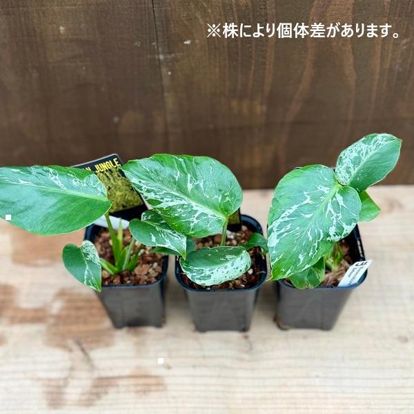 おしゃれ 観葉植物：モンステラ デリシオーサ バルバソー*デリシオサ 3