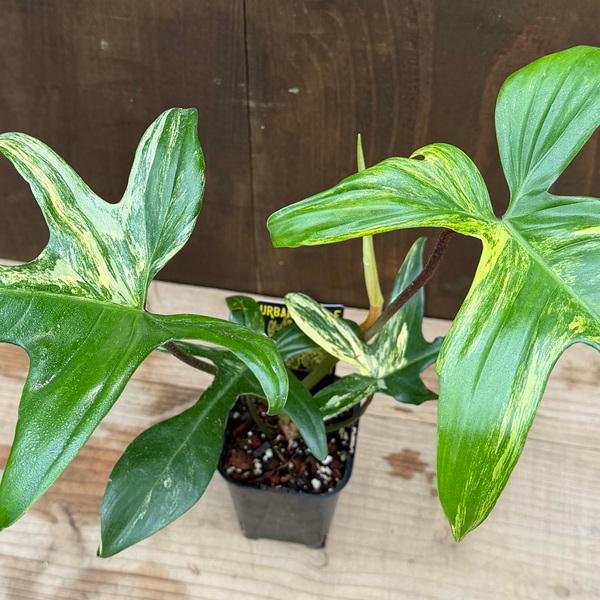 おしゃれ 観葉植物：フィロデンドロン フロリダビューティ