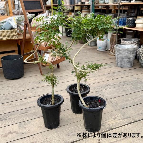 おしゃれ 観葉植物：シマトネリコ 曲*7号 プラポット : 遊恵盆栽 Yahoo 