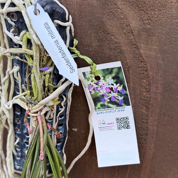 観葉植物 着生ラン：セイデンファデニア ミトラタ 板付き*セイデン