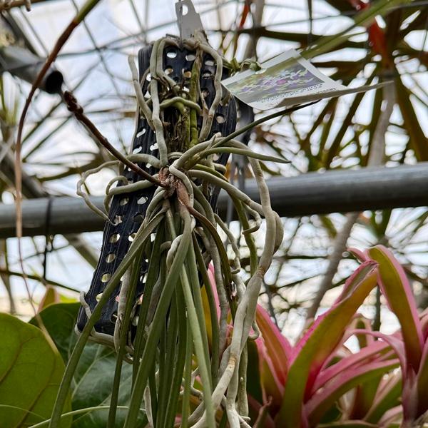 観葉植物 着生ラン：セイデンファデニア ミトラタ 板付き*セイデン