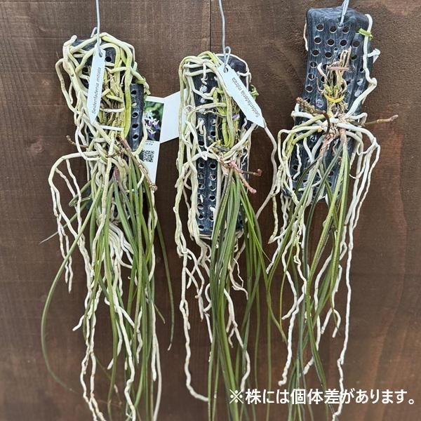 観葉植物 着生ラン：セイデンファデニア ミトラタ 板付き*セイデン