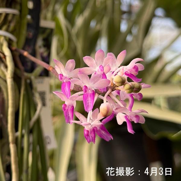 観葉植物 着生ラン：セイデンファデニア ミトラタ 板付き*セイデン