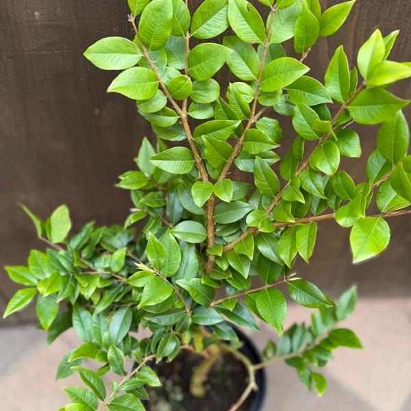 ジャボチカバ☆7号鉢☆約170センチくらい☆ おしゃれ 観葉植物：ジャボチカバ*7号 Jabuticaba : 遊恵盆栽 Yahoo!店