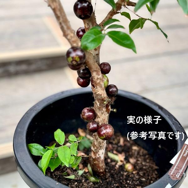 ジャボチカバ☆7号鉢☆約170センチくらい☆ おしゃれ 観葉植物：ジャボチカバ*7号 Jabuticaba : 遊恵盆栽 Yahoo!店
