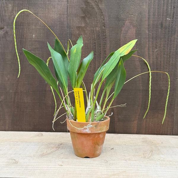 観葉植物 洋ラン：セロジネコビアナ 素焼き鉢*Coelogyne covilliana