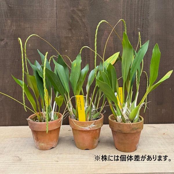 観葉植物 洋ラン：セロジネコビアナ 素焼き鉢*Coelogyne covilliana
