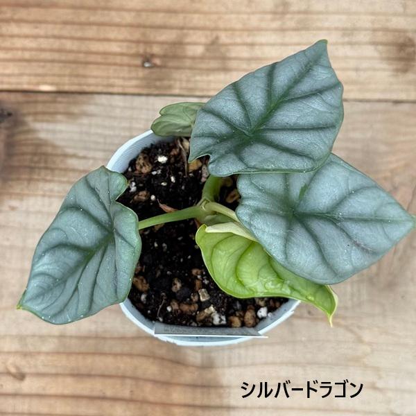 観葉植物：アロカシア 3号*シルバードラゴン スカルプラム ドラゴン