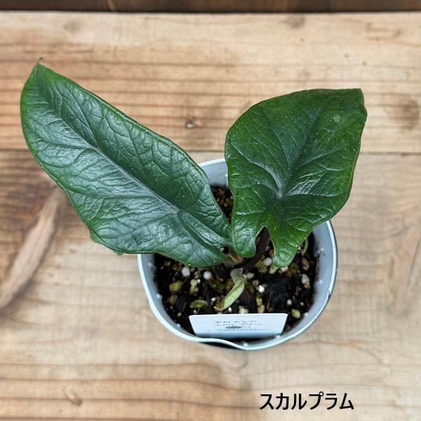 観葉植物：アロカシア 3号*シルバードラゴン スカルプラム ドラゴン
