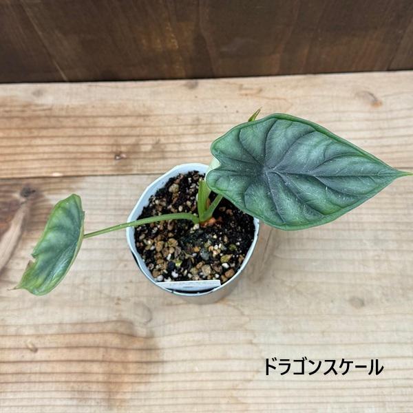 観葉植物：アロカシア 3号*シルバードラゴン スカルプラム ドラゴン
