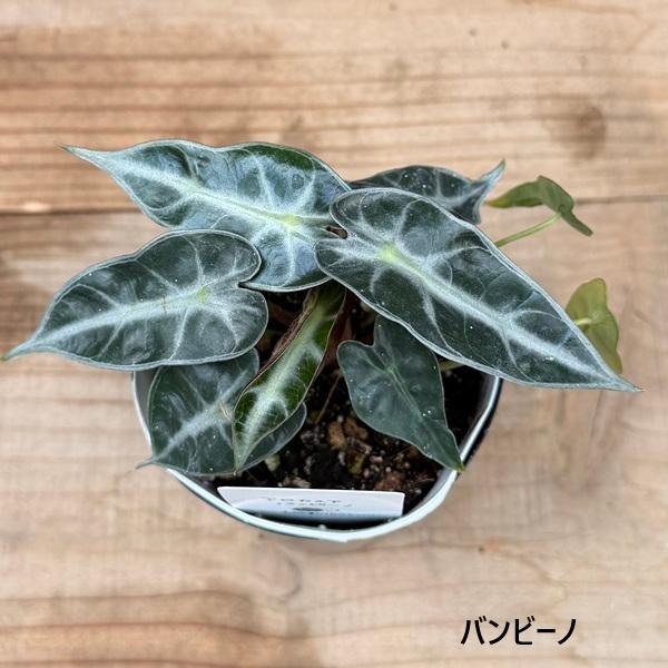 観葉植物：アロカシア 3号*シルバードラゴン スカルプラム ドラゴン