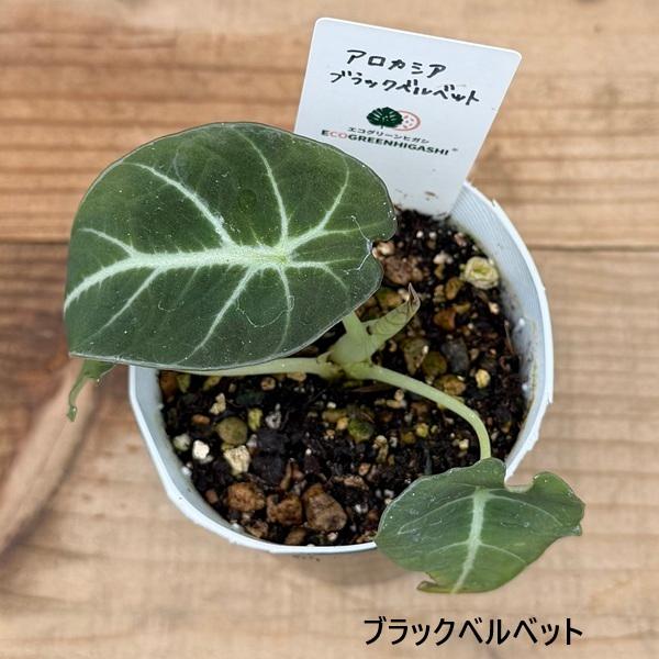 観葉植物：アロカシア 3号*シルバードラゴン スカルプラム ドラゴン