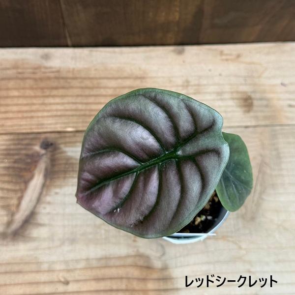 観葉植物：アロカシア 3号*シルバードラゴン スカルプラム ドラゴン