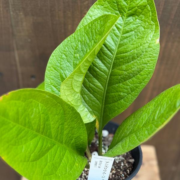 おしゃれ 観葉植物：アンスリウム ジェンマニー*Anthurium jenmanii