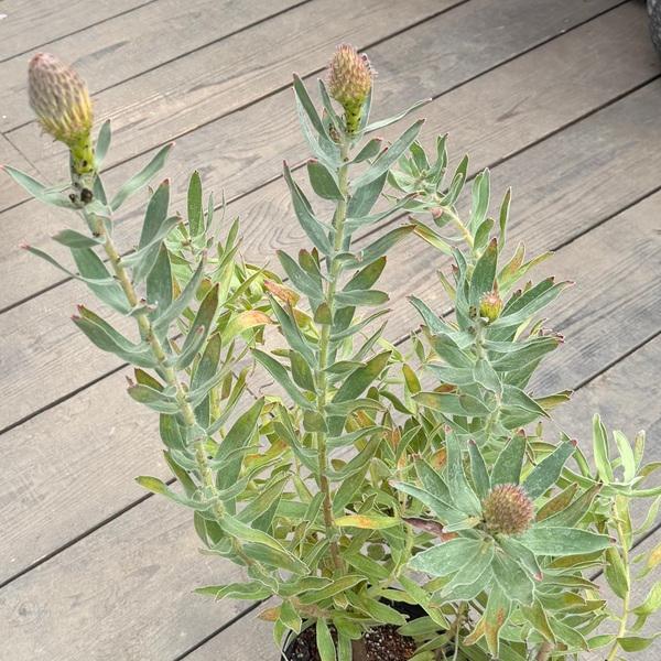 観葉植物 鉢花 選べる：リューコスペルマム 6号*カリプソゴールド