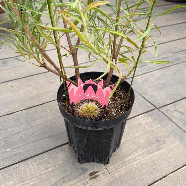 観葉植物 鉢花 選べる：リューコスペルマム 6号*カリプソゴールド