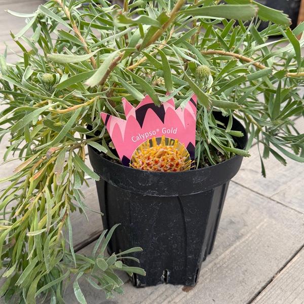 観葉植物 鉢花 選べる：リューコスペルマム 6号*カリプソゴールド