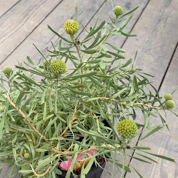 観葉植物 鉢花 選べる：リューコスペルマム 6号*カリプソゴールド