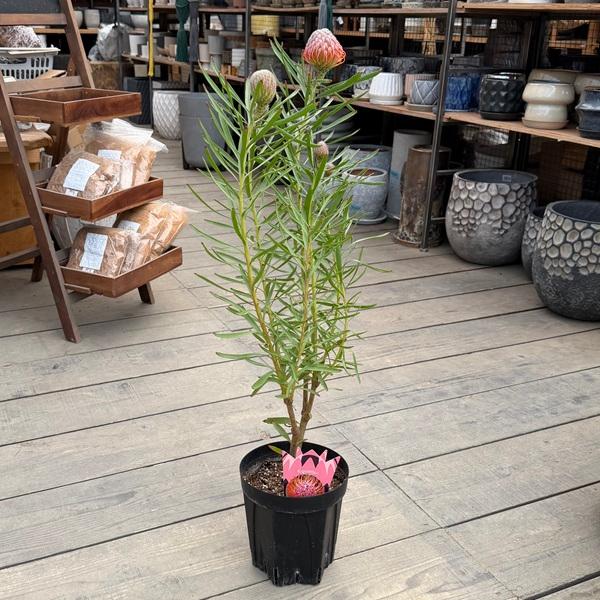 観葉植物 鉢花 選べる：リューコスペルマム 6号*カリプソゴールド