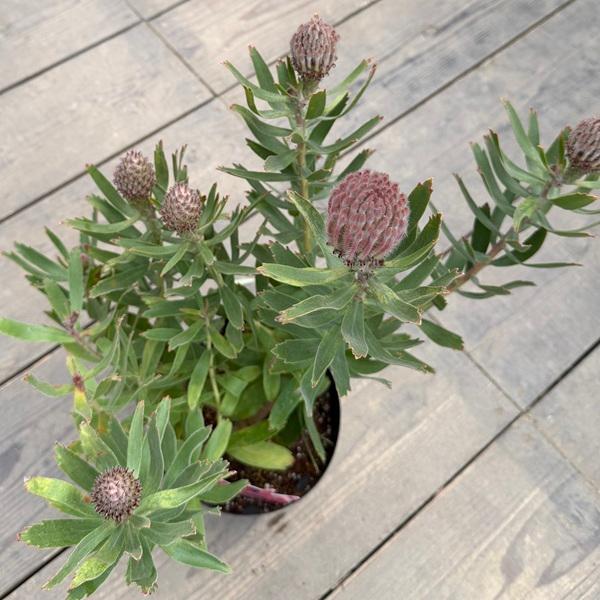 観葉植物 鉢花 選べる：リューコスペルマム 6号*カリプソゴールド