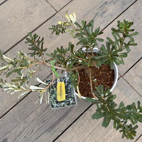 観葉植物 鉢花 苗：バンクシア マジナータ*5号 Banksia marginanata