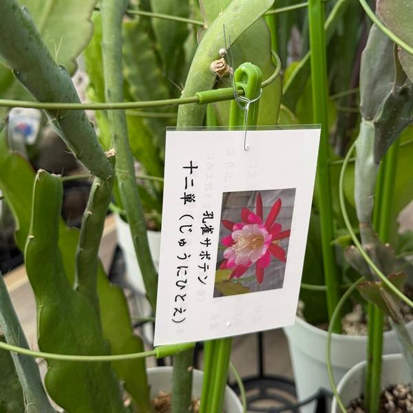観葉植物：クジャクサボテン 月下美人*5号 品種選べます : 遊恵盆栽