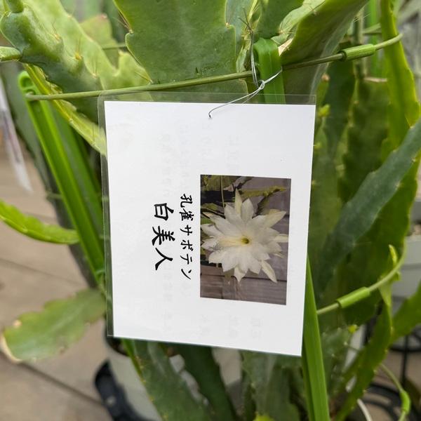 観葉植物：クジャクサボテン 月下美人*5号 品種選べます : 遊恵盆栽